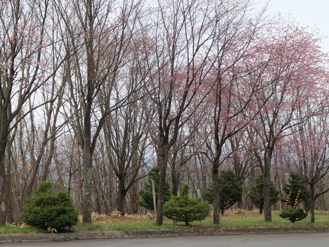 �J�Ԃ�����_�����p�m���}�p�[�N