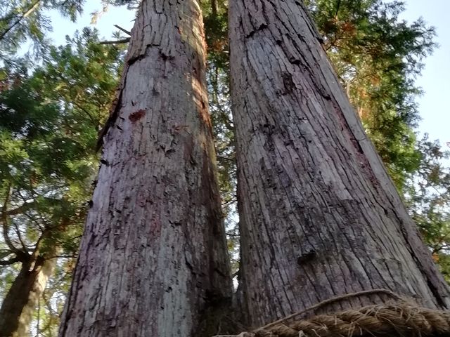 樹齢千年の杉です_西明寺　千年夫婦杉