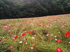 くりはま花の国のポピー コスモス アクセス 営業時間 料金情報 じゃらんnet