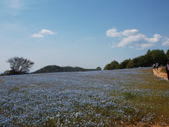 Flower village Ԗ̗̎ʐ^2