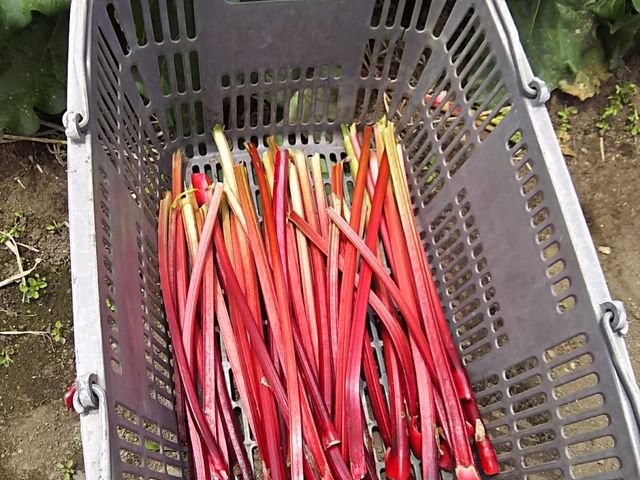 1�L���O�������ā@���ꂭ�炢�H_���ڂ����_��