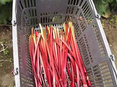 肩邳̂ڂ_ւ̓eʐ^2