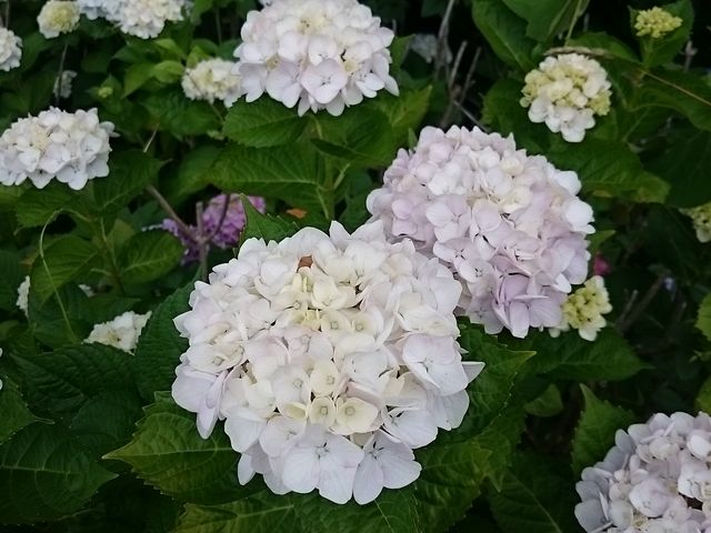 �A�W�T�C_���z�ԃ��[�h