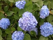 ܂܂̒Øa쒬AWTC[h̓eʐ^1