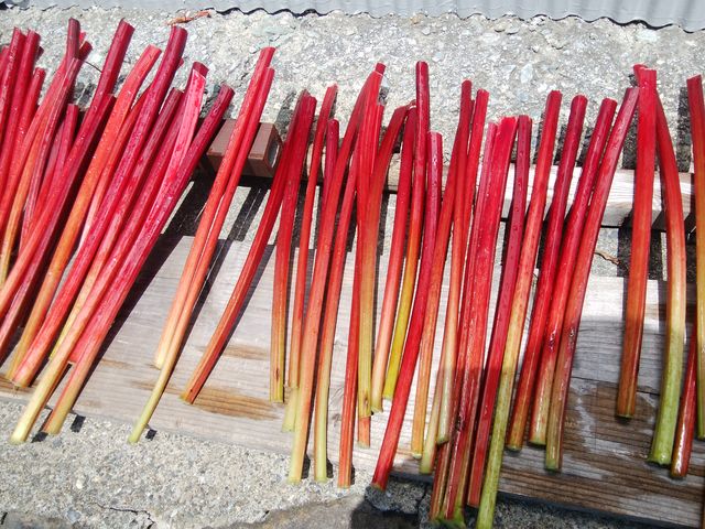 �V������_���ڂ����_��