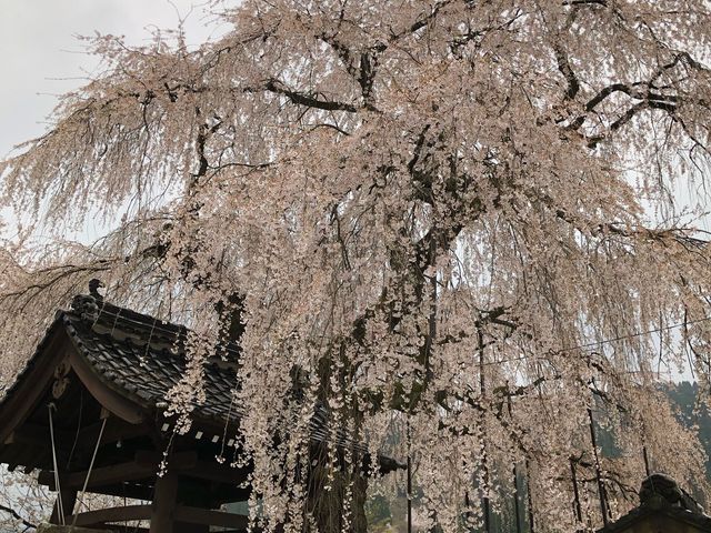 �������_�׉_���̂������