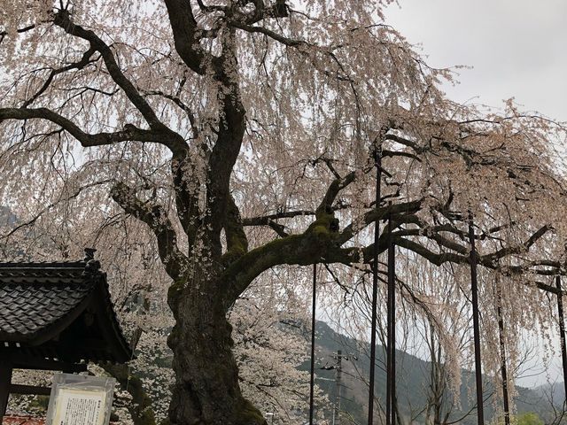 �������_�׉_���̂������