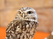 renôӂ낤̂JtFV_̓eʐ^3