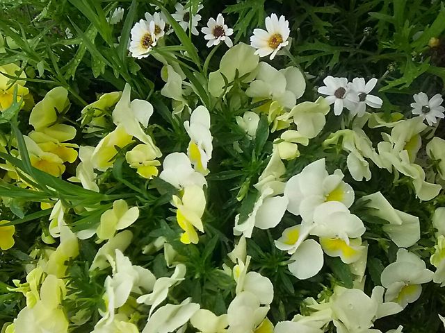 ���b�ӏ�_�����h�C�c��