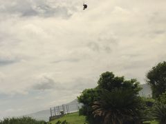 ނ̉pOC_[KChT[rXnbs[XJCւ̓eʐ^1