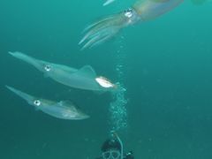 Ƃ̈ɓ_CrOXN[ gbcւ̓eʐ^1