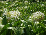 �܂�܂���̊p������n�}���E�Q���n�^�͂܂䂤�̓��e�ʐ^1