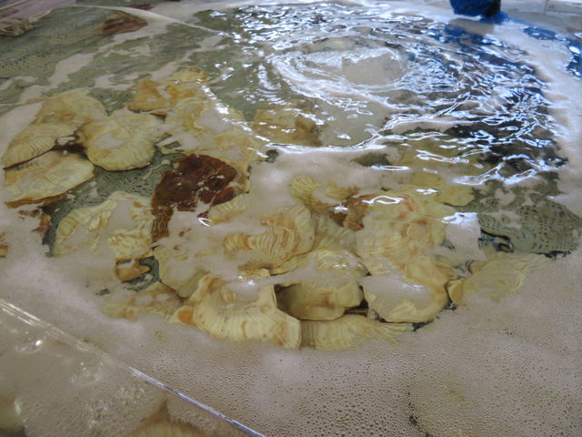 ���C�����ȃz�^�e_���̉w �I�X�R�C�I�������Ȃ�