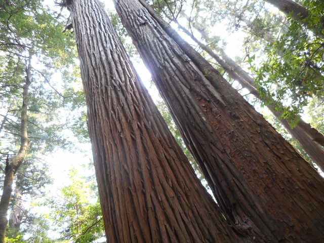 ݂ǂ肳̎ዷF_Ђ̓eʐ^2