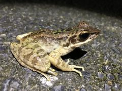 Ƃ݂̉iCgcA[T[rXւ̓eʐ^1