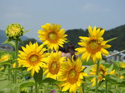 IK^̎ዷl b̂Ђ܂蔨̓eʐ^1