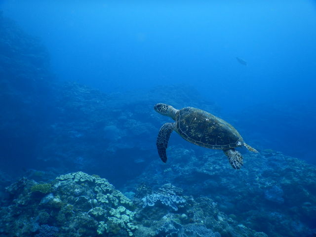 10m�����Ȃ��󐣂ł��̂悤�Ȏʐ^���B��܂�!_�_�C�r���O�V���b�v�@�l�o�[�����h