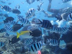 `񂳂̐̓A@Dive@ւ̓eʐ^1