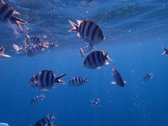 悵̐̓A@Dive@ւ̓eʐ^1