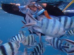 REW̐̓A@Dive@ւ̓eʐ^1