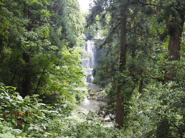 �E�s�ȑ�_�ޑ]�̔���