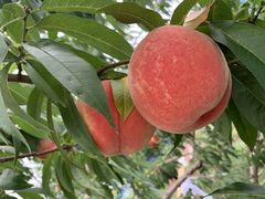 �ӂ݂���̉����ʎ����ւ̓��e�ʐ^1