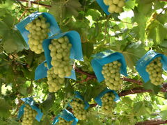 R̎Rǰ@ZXEIuE_[R̎ʐ^1