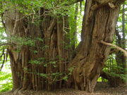 ˂񂳂̖kP̑C`E̓eʐ^3