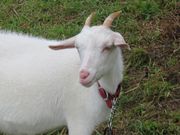 Ă̑R܂݂Xm[p[N̓eʐ^2