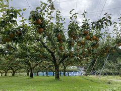 くまのプーさんの梨・リンゴ狩り（佐藤果樹園）の投稿写真1