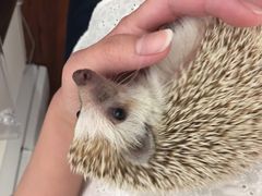 Ƃ肿񂳂Forest Cafe TOGETGHIւ̓eʐ^1