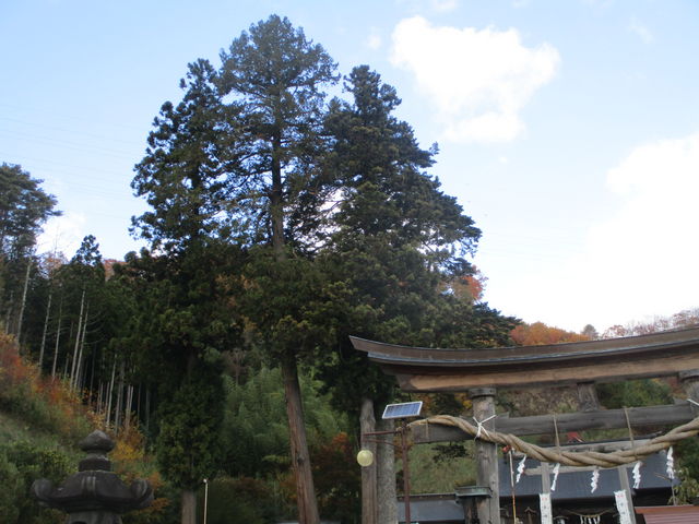 ���̓V�R�L�O���̑��_���Ȑ_��