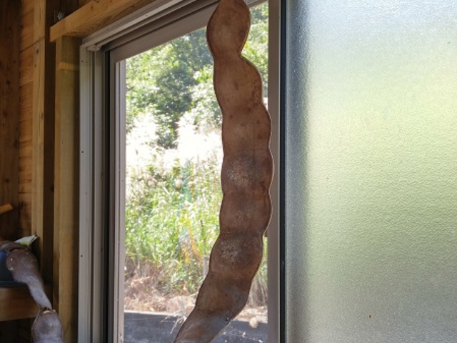 �W�����ꂽ���_�}_�}���O���[�u�J�k�[�c�[�����O