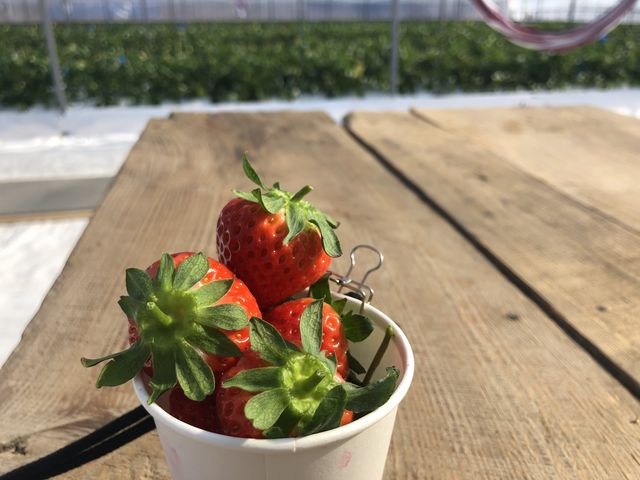 �Ƃ����_�V��̂���������ʐ^�� �܂邩����