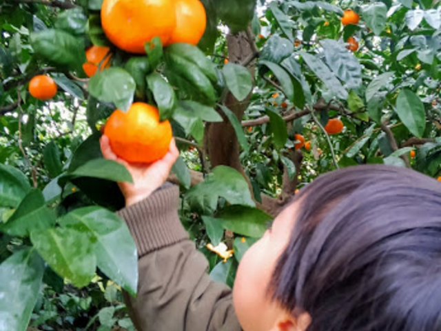 RȂ̂ŏȎqAły߂܂B_eԉ