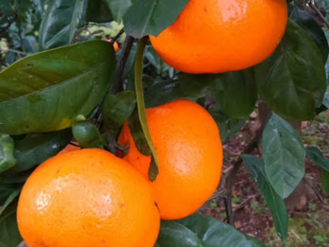 傫Ă̔ZÂ݂񂪈tIu_eԉ