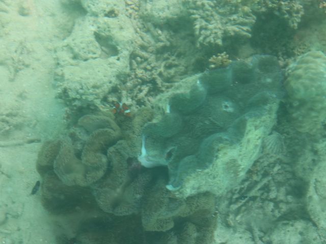 �J�N���N�}�m�~�ƃV���R�L_�܂��͂������邭��