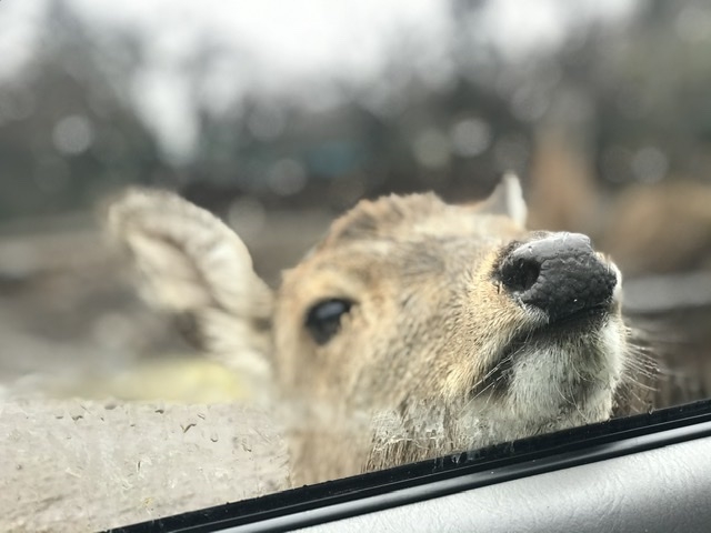 �V�J_�ߐ{�T�t�@���p�[�N