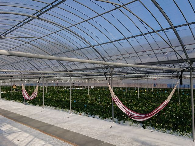 �n�����b�N_�V��̂���������ʐ^�� �܂邩����