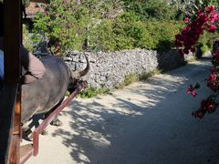 ���E102����̐����Ԋό��ւ̓��e�ʐ^1