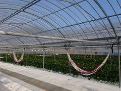 L̓V̂ʐ^ ܂邩ւ̓eʐ^1