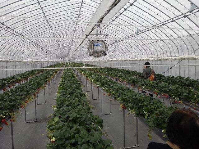 �n�E�X�̒��̃C�`�S�͍��̍����Ŏ��₷��_�Ђ���䕔_��