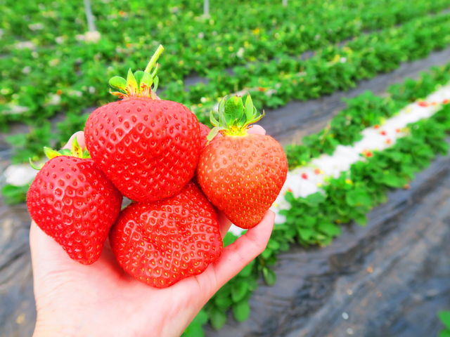 ���܂���_��J�t�@�[��