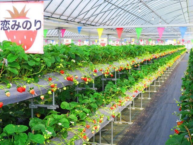 ������_��J�t�@�[��