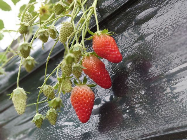 ���S�EJR�����^�]�J�n�ɂ��s�S����̃A�N�Z�X����w�悭�Ȃ����̂ŁA�V�[�Y���I�Ղɂ͖����Ȃ邩���B_��{��������