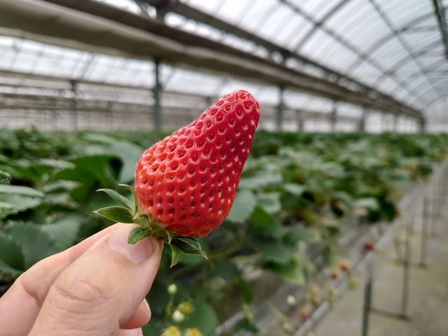 �T���Ό�����ǌ^��䕁B_��{��������