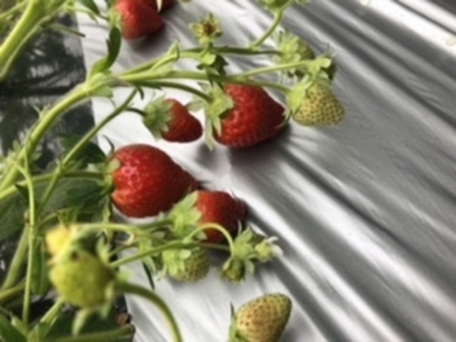 �C�`�S�͐V�N�Ŕ������������ł�_��R�ό���������