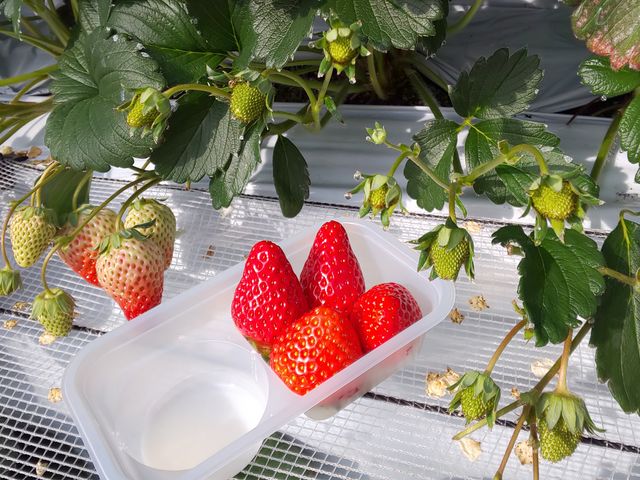 ������̥�����Ђߥ���݂̂襍g�ق���_�������_���������s�A�b�c�@