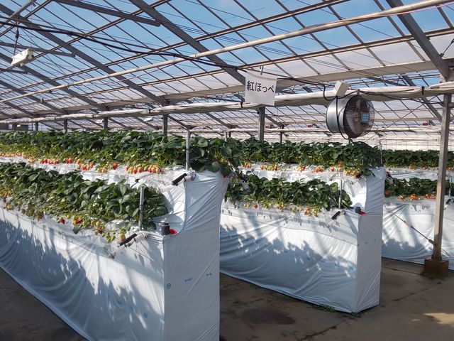 �����Ɏ����Ă��܂�(^^)_�������_���������s�A�b�c�@