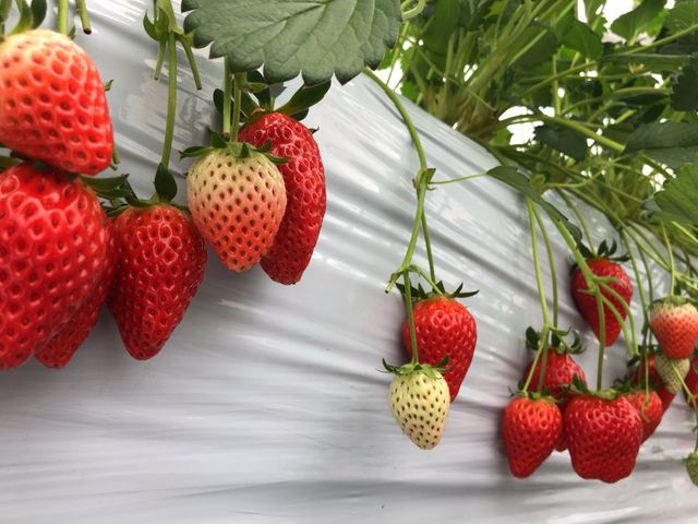 �f�J���I_�������̉���